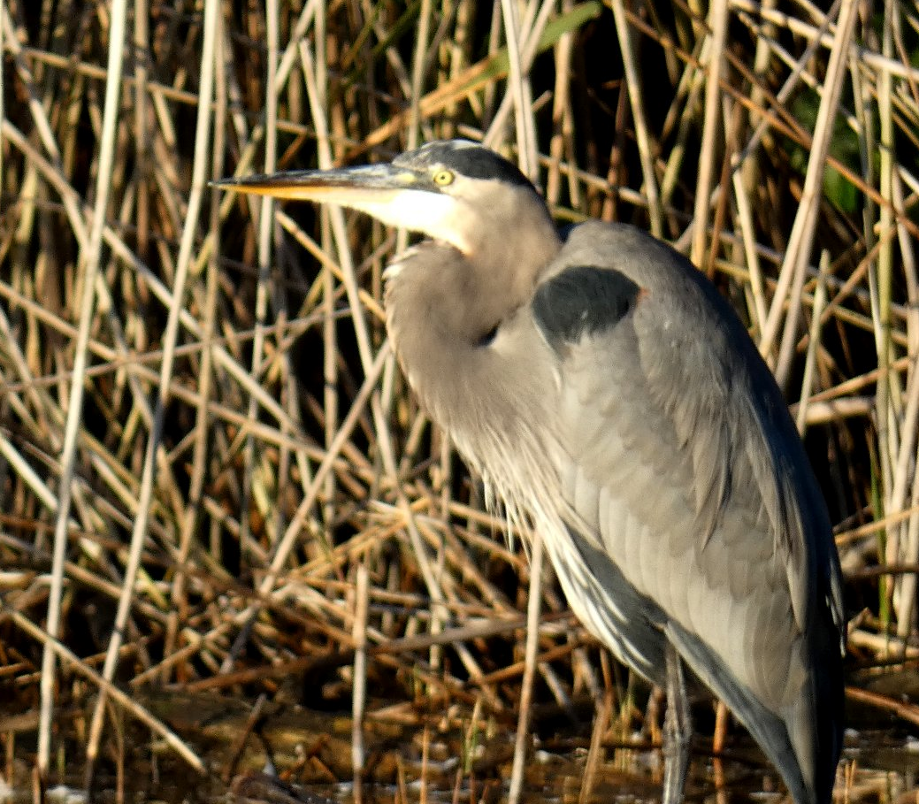 Great Blue Heron - ML625413071