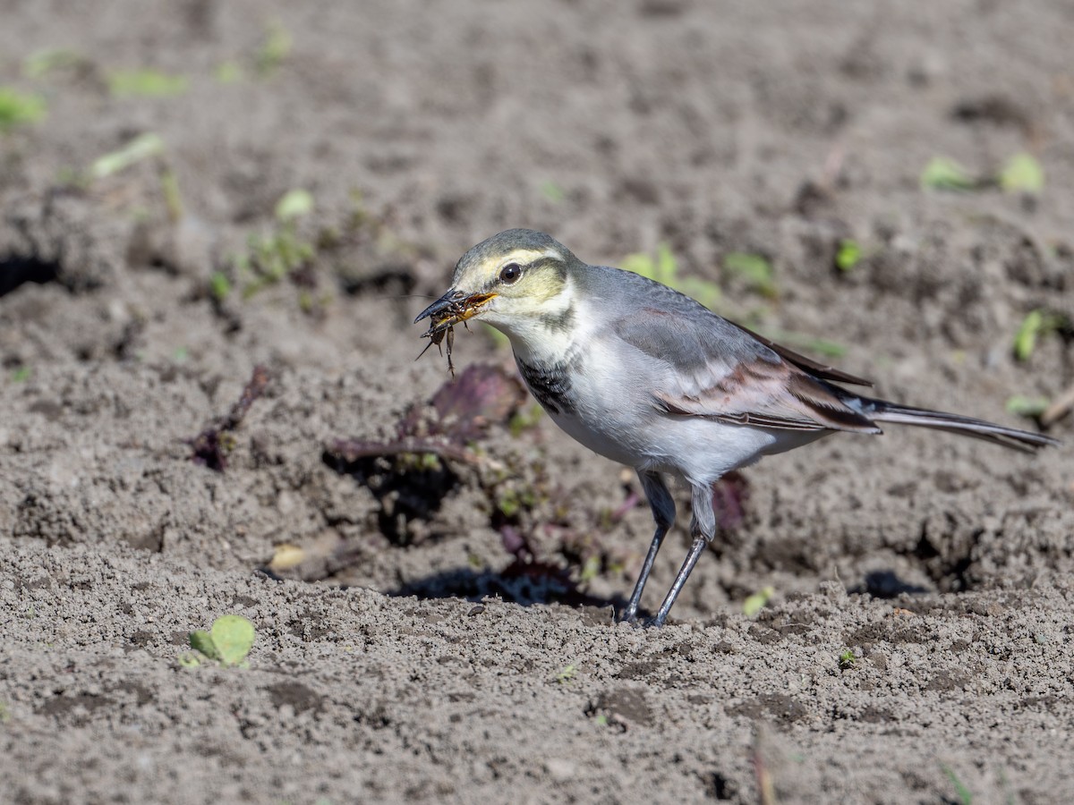 White Wagtail - ML625413080