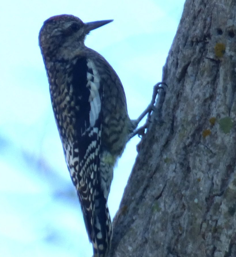 Yellow-bellied Sapsucker - ML625413083