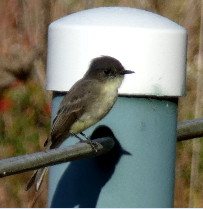 Eastern Phoebe - ML625413092