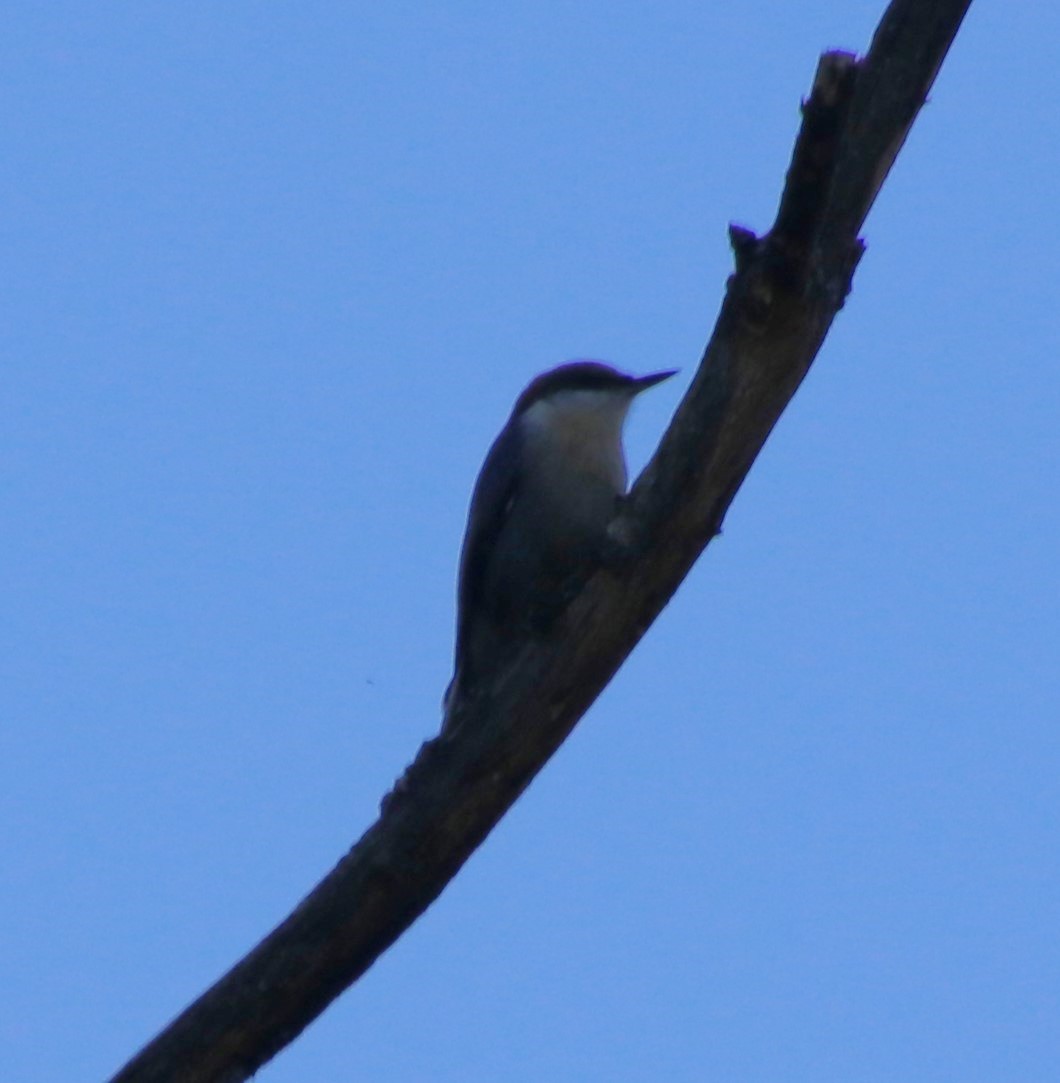 Brown-headed Nuthatch - ML625413104