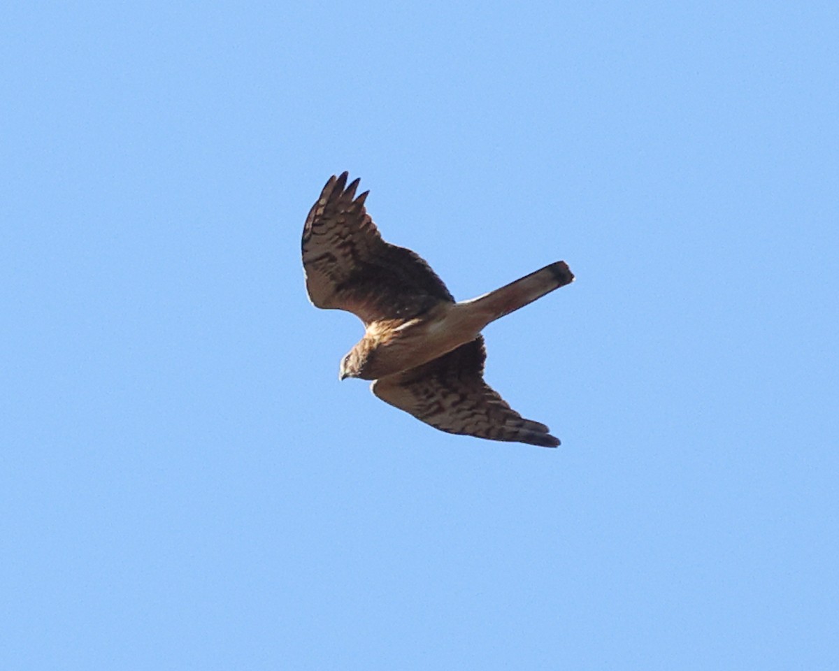 Aguilucho de Hudson - ML625413133