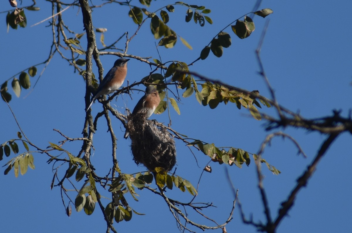 Eastern Bluebird - ML625413184