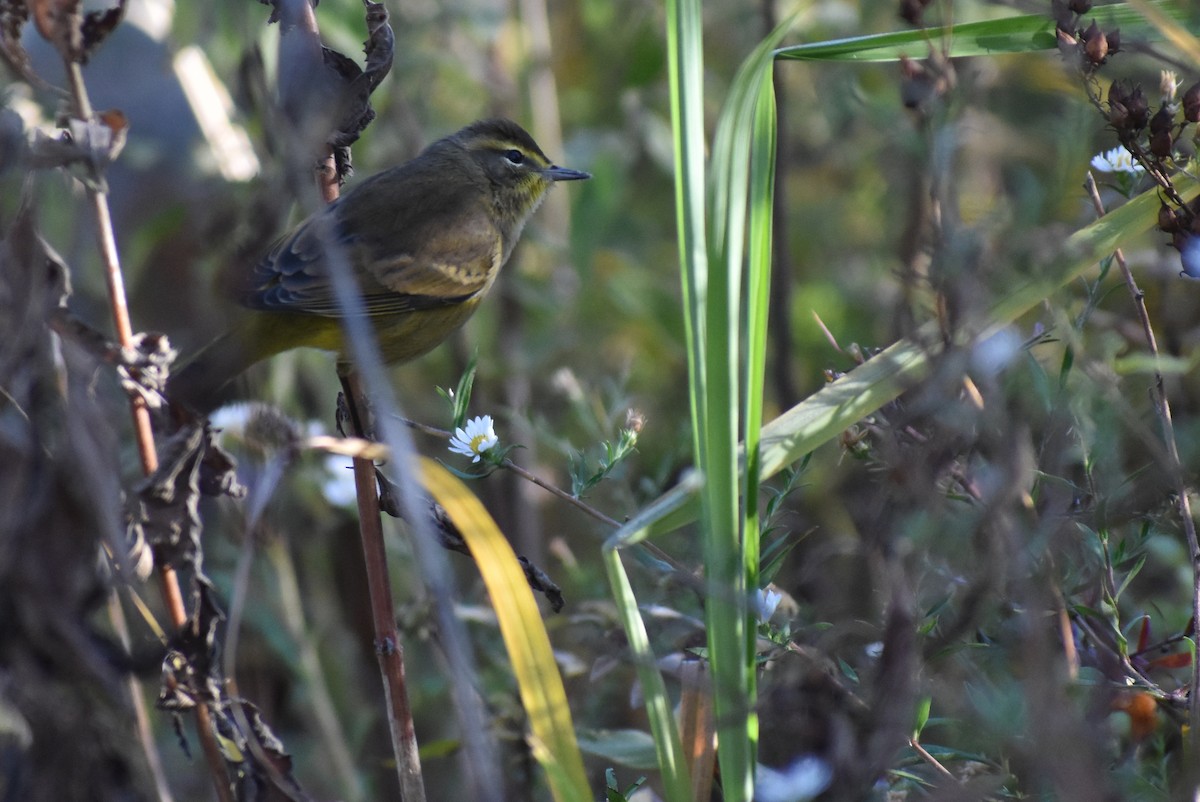 Palm Warbler (Yellow) - ML625413190