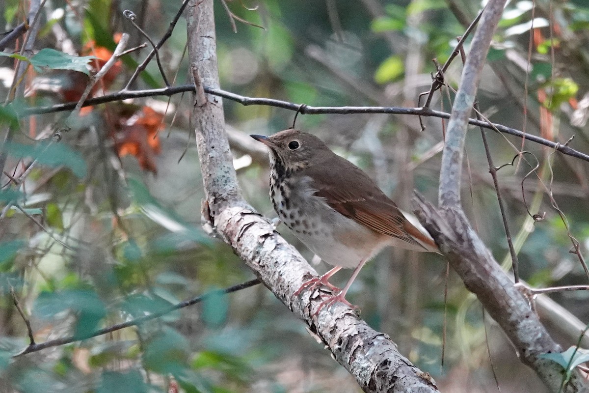 Hermit Thrush - ML625413192