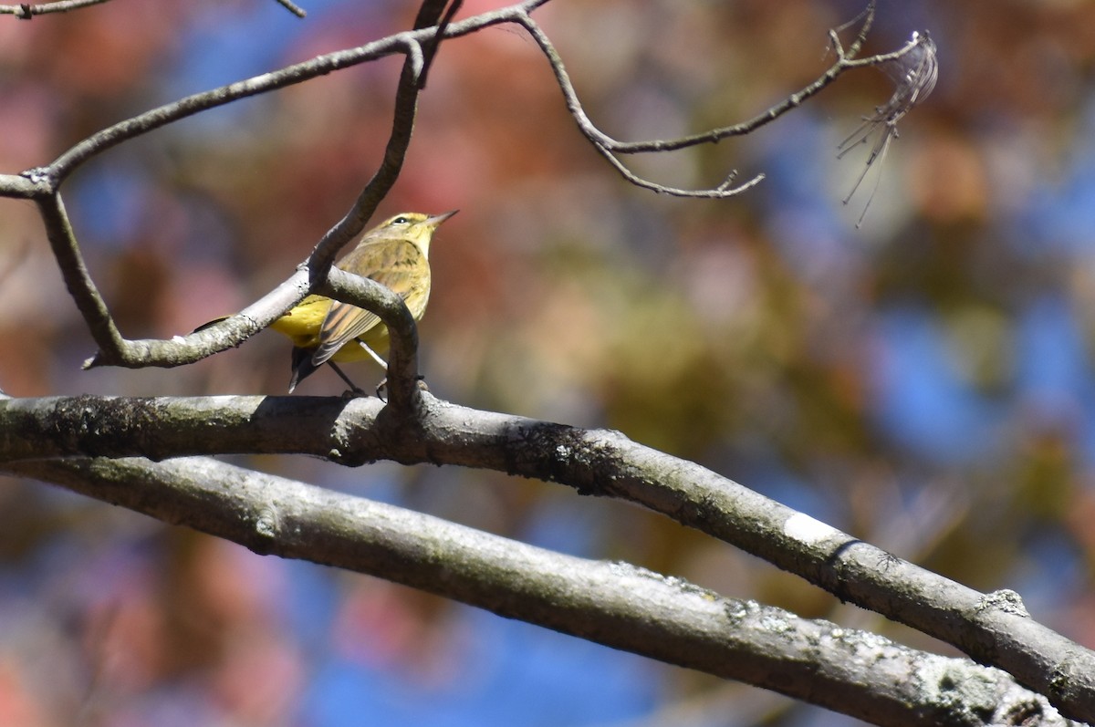 Palm Warbler (Yellow) - ML625413193