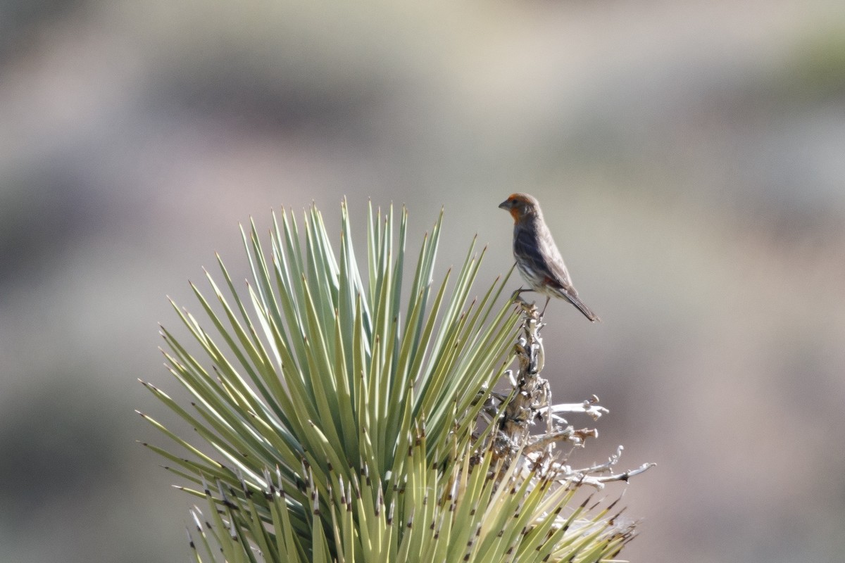 House Finch - ML625413202