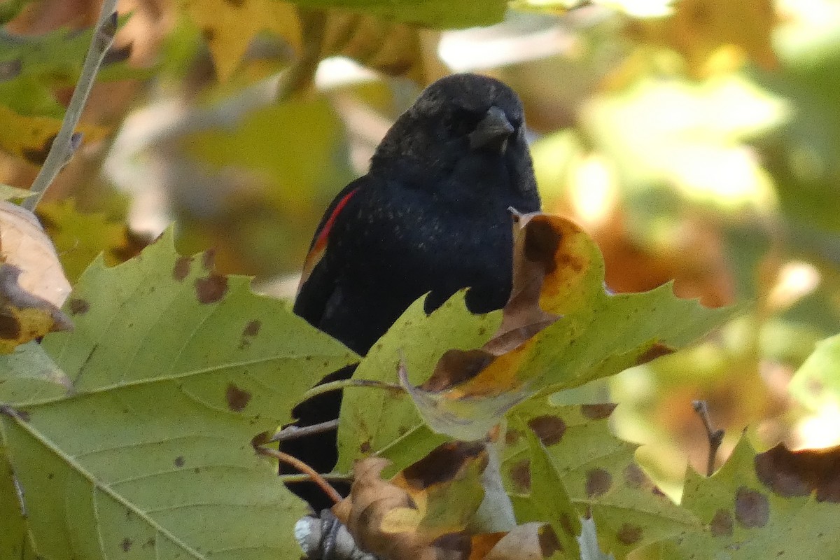 Red-winged Blackbird - ML625413215