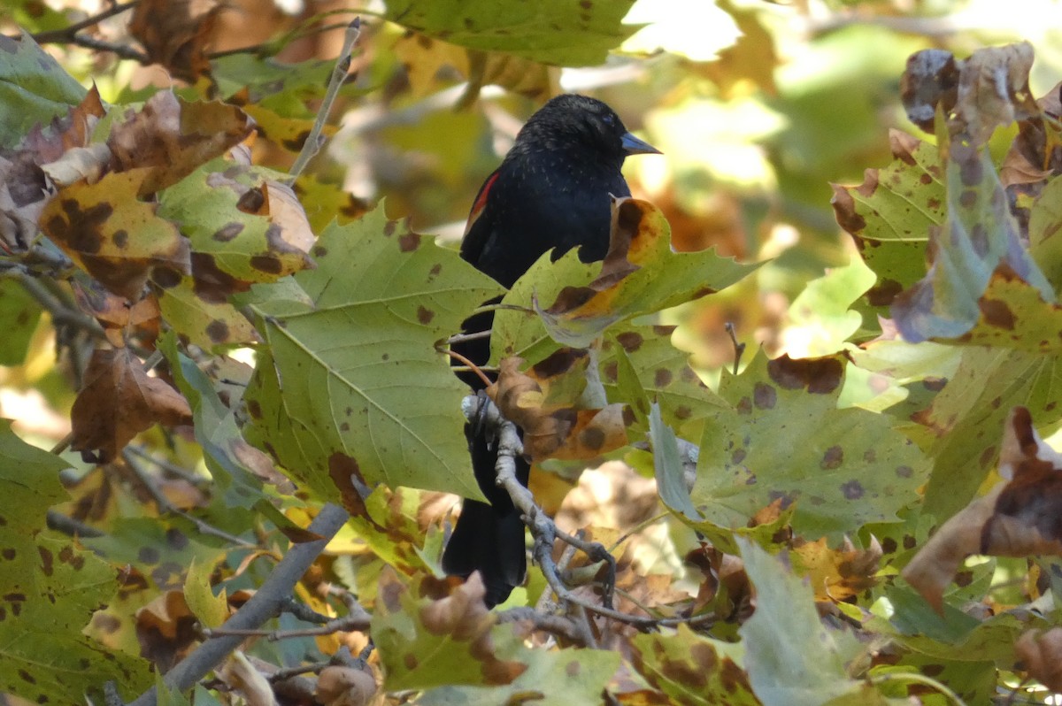 Red-winged Blackbird - ML625413216