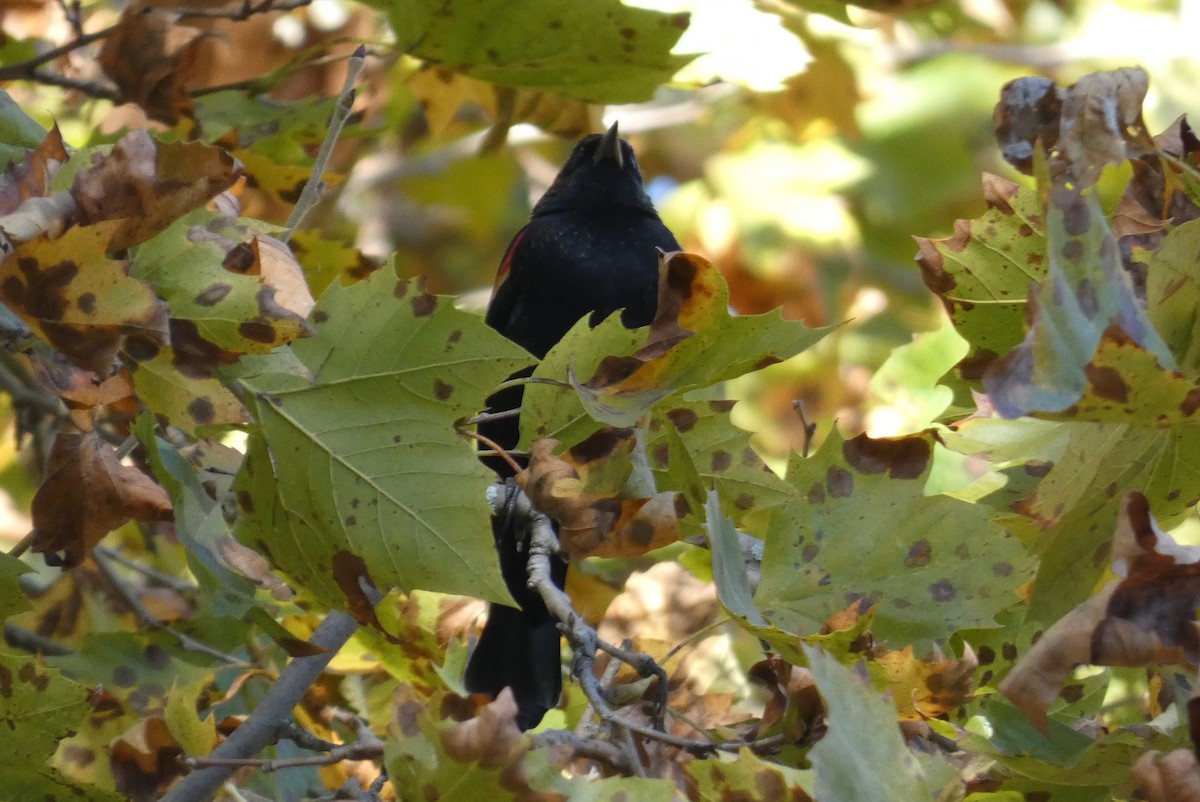 Red-winged Blackbird - ML625413217