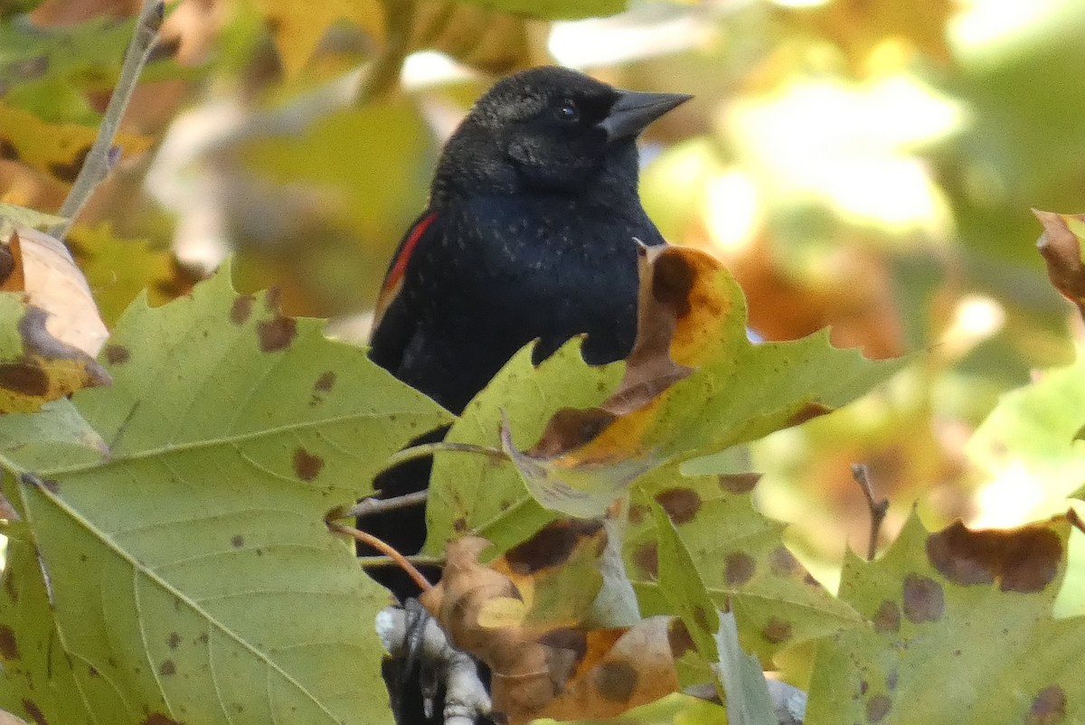 Red-winged Blackbird - ML625413218