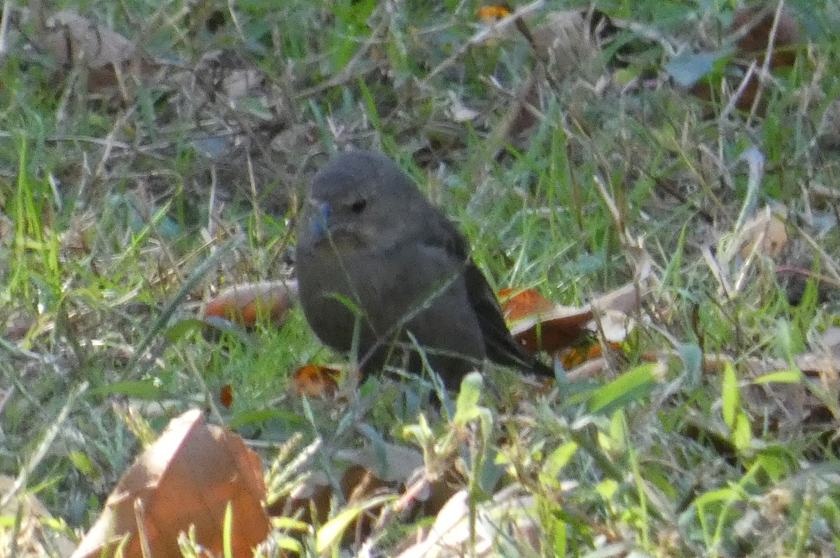 Brown-headed Cowbird - ML625413220