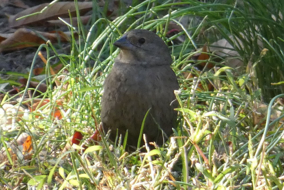 Brown-headed Cowbird - ML625413221