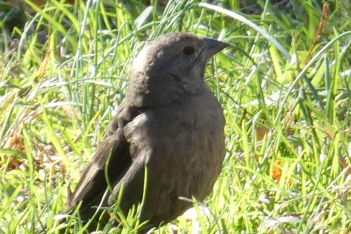 Brown-headed Cowbird - ML625413223