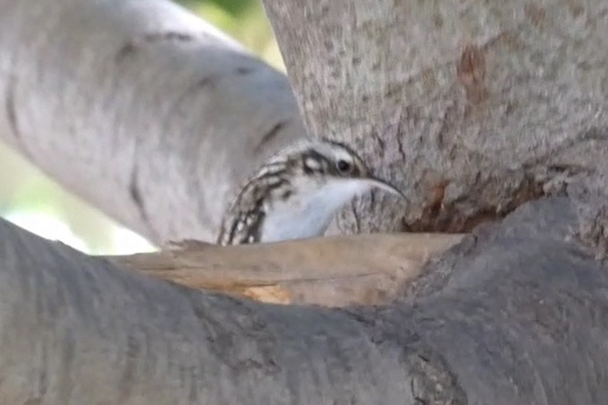 Brown Creeper - ML625413231