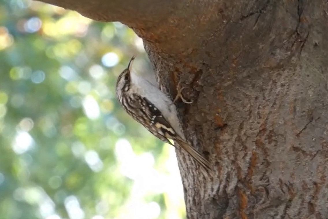 Brown Creeper - ML625413232
