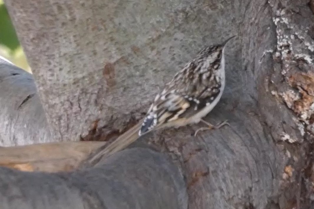 Brown Creeper - ML625413233