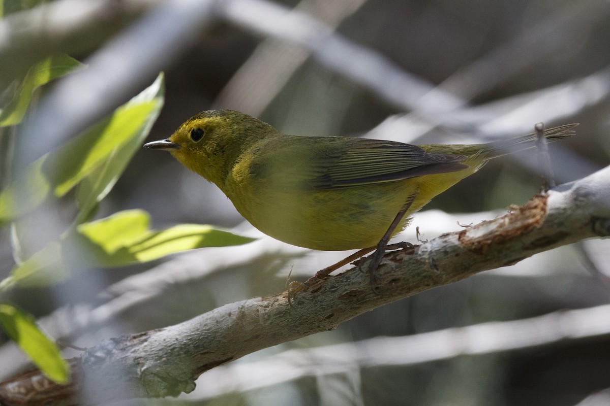 Wilson's Warbler - ML625413243
