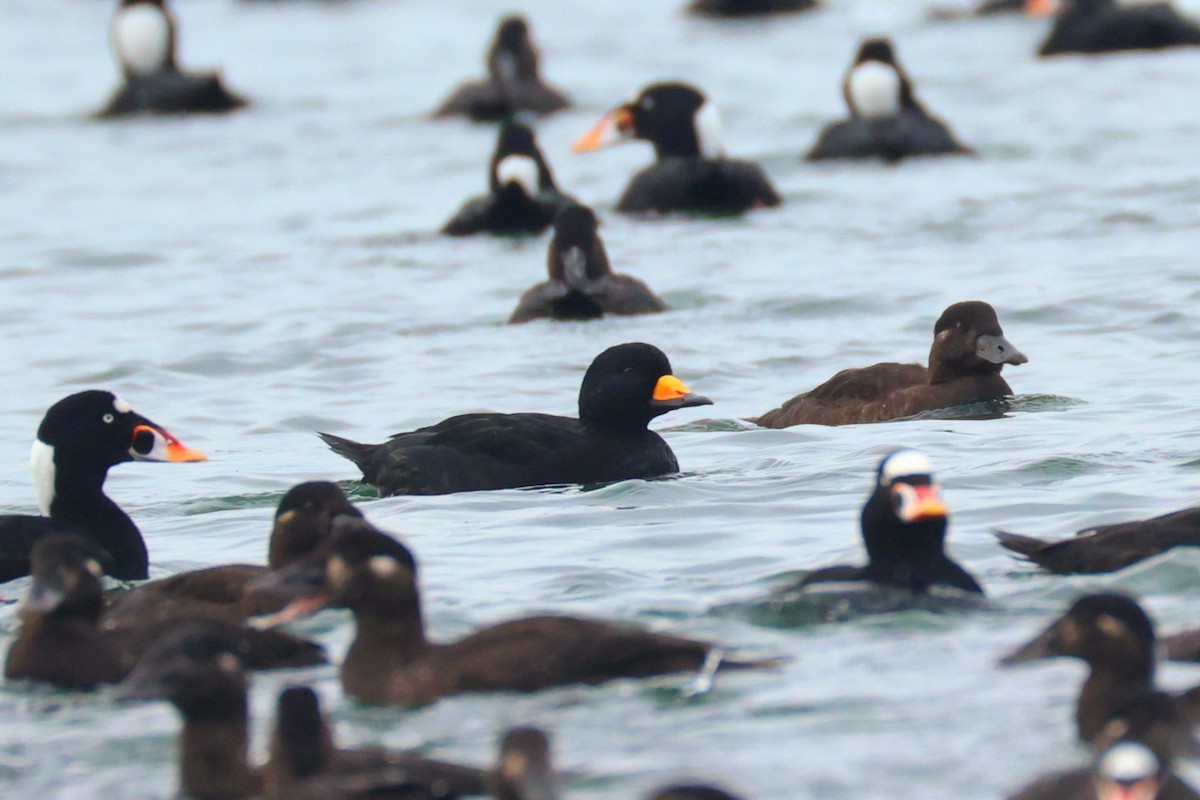 Black Scoter - Frank Lin