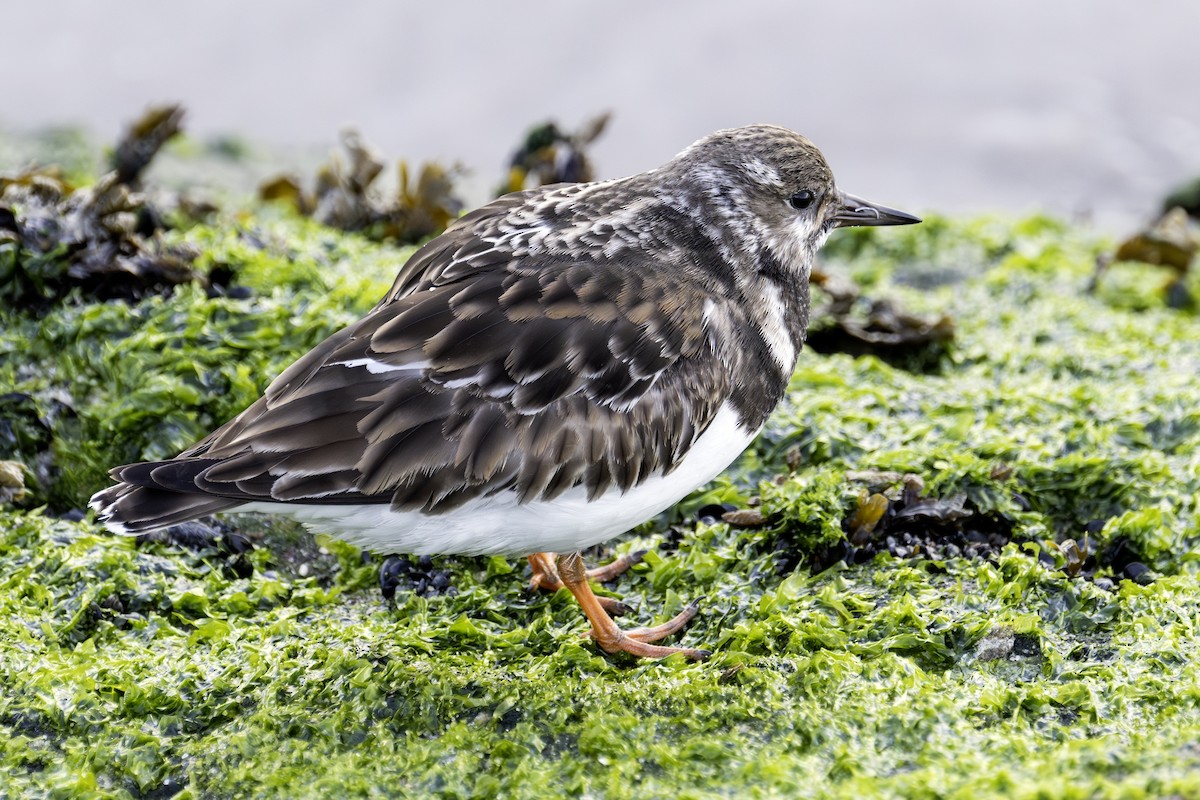 Алаг хайргач - ML625413289
