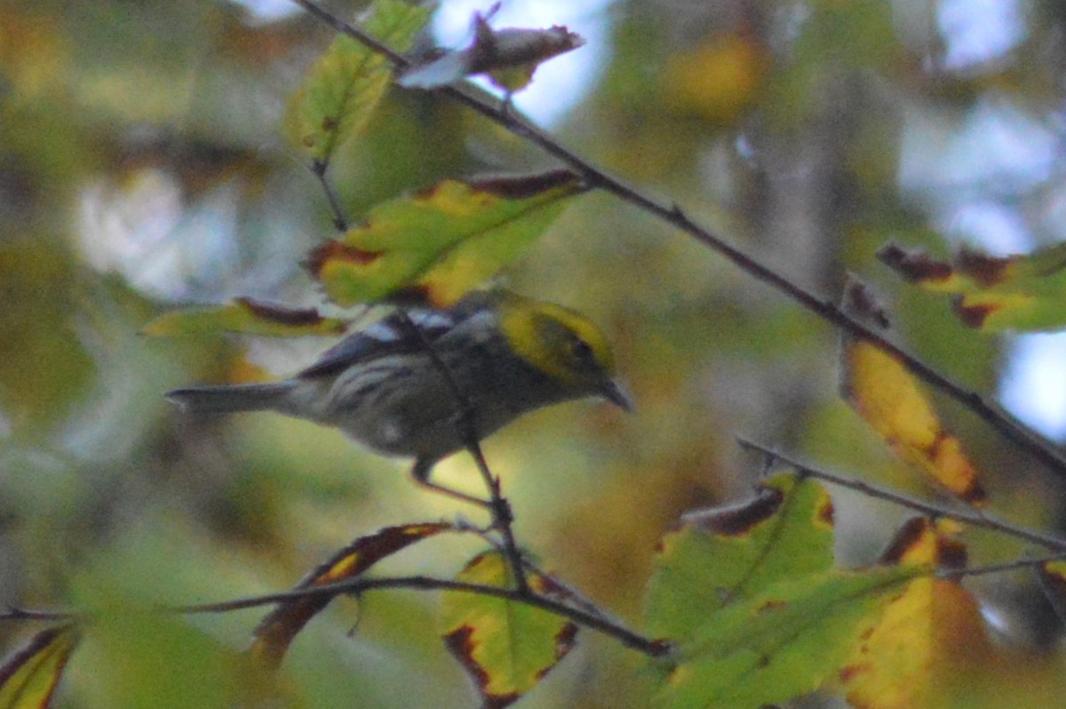 Black-throated Green Warbler - ML625413298