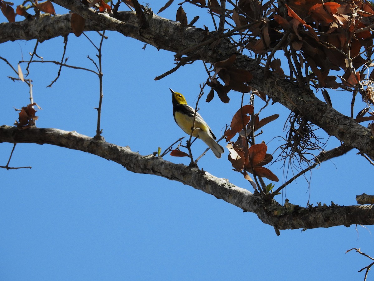 Black-throated Green Warbler - ML625413325