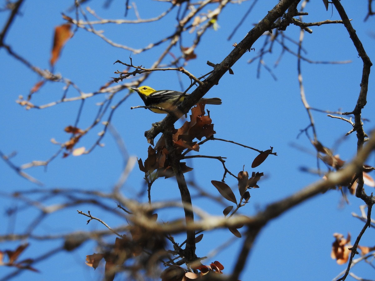 Black-throated Green Warbler - ML625413326