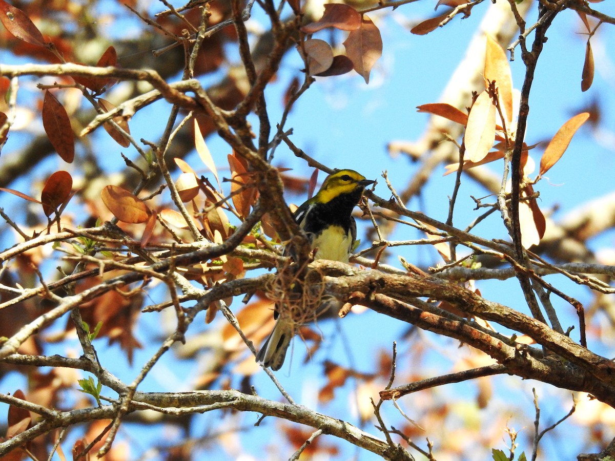 Black-throated Green Warbler - ML625413327