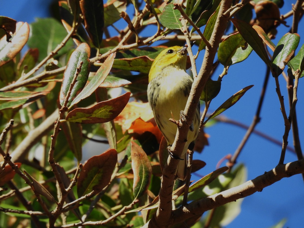 Black-throated Green Warbler - Michael Weisensee