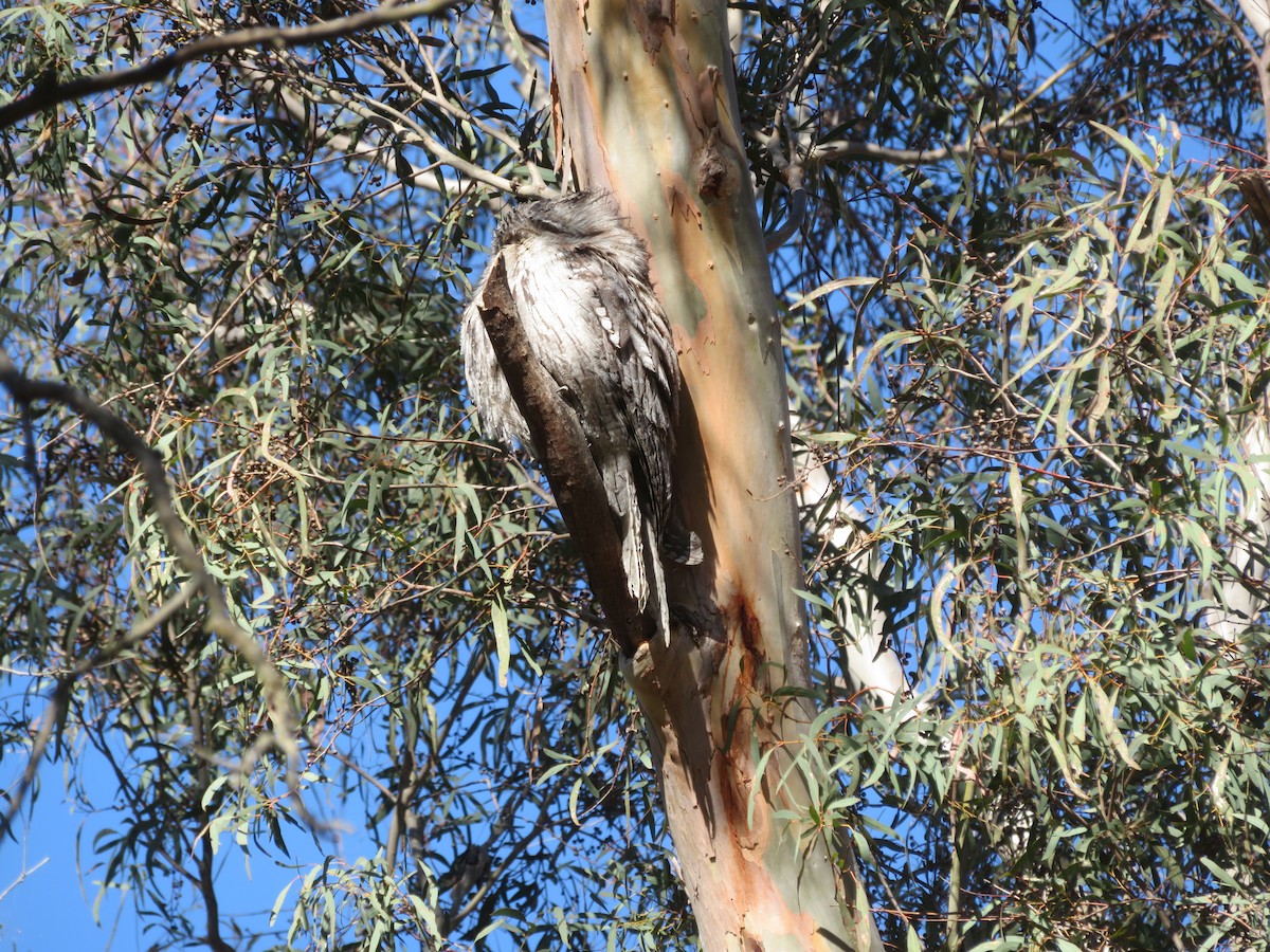 Tawny Frogmouth - ML625413357