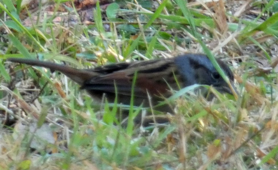 Swamp Sparrow - ML625413360