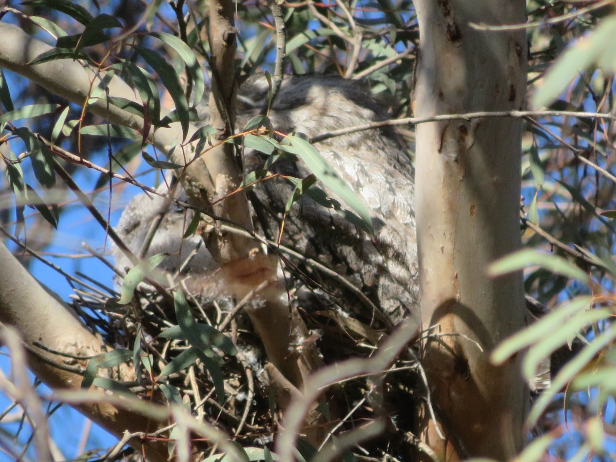 Tawny Frogmouth - ML625413361