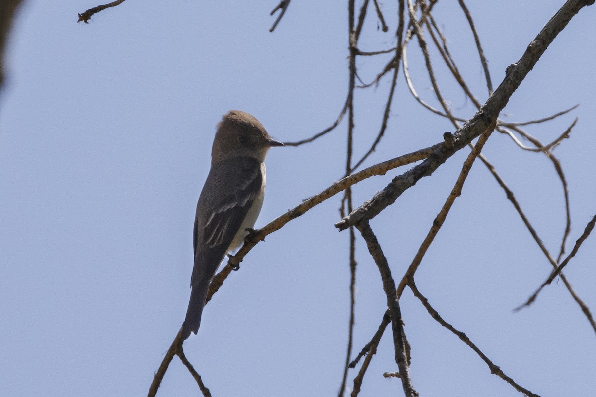 Western Wood-Pewee - ML625413448