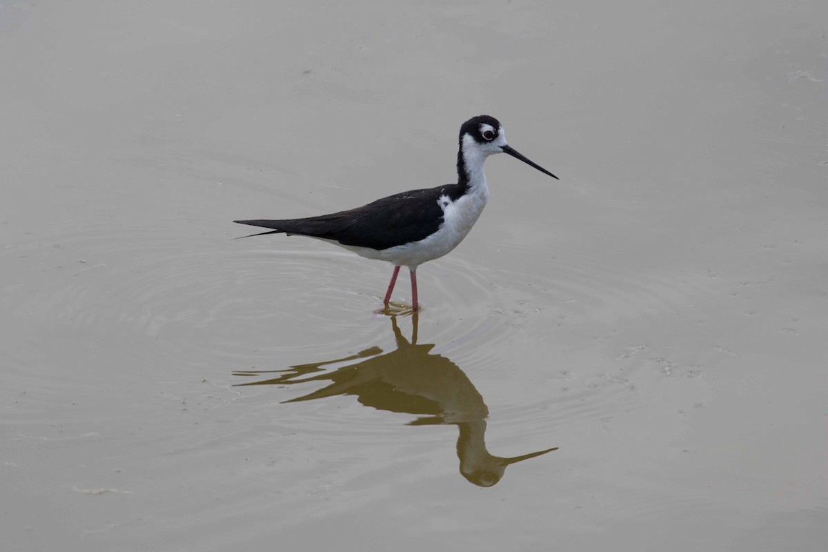 Black-necked Stilt - Braden Collard