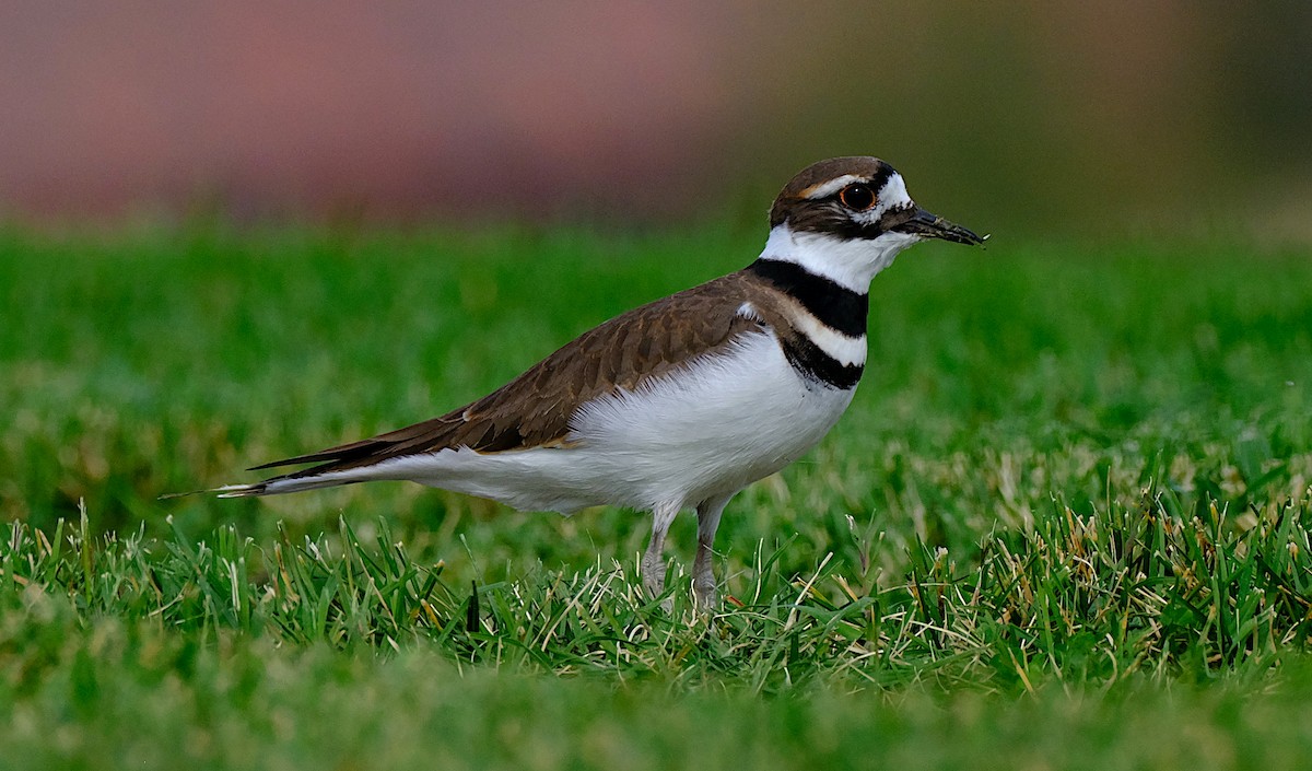 Killdeer - ML625413517