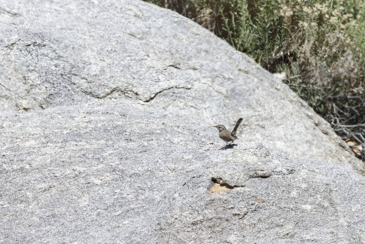 Bewick's Wren - ML625413519