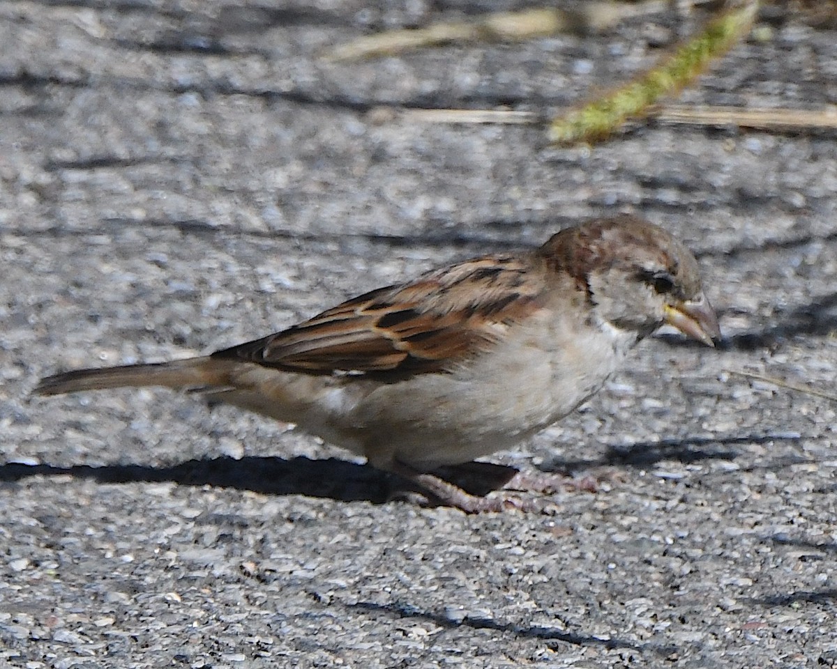 House Sparrow - ML625413521