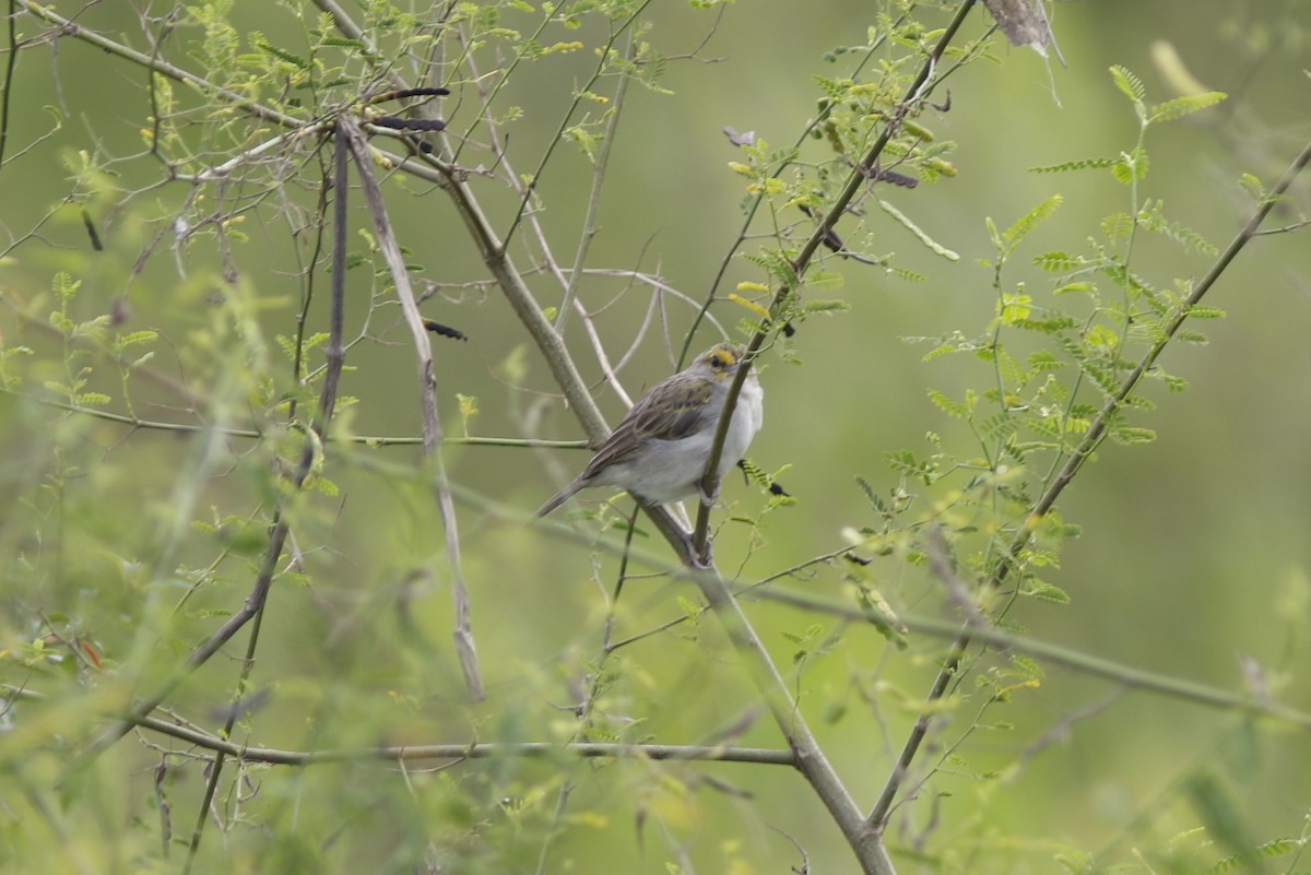 Yellow-browed Sparrow - ML625413544