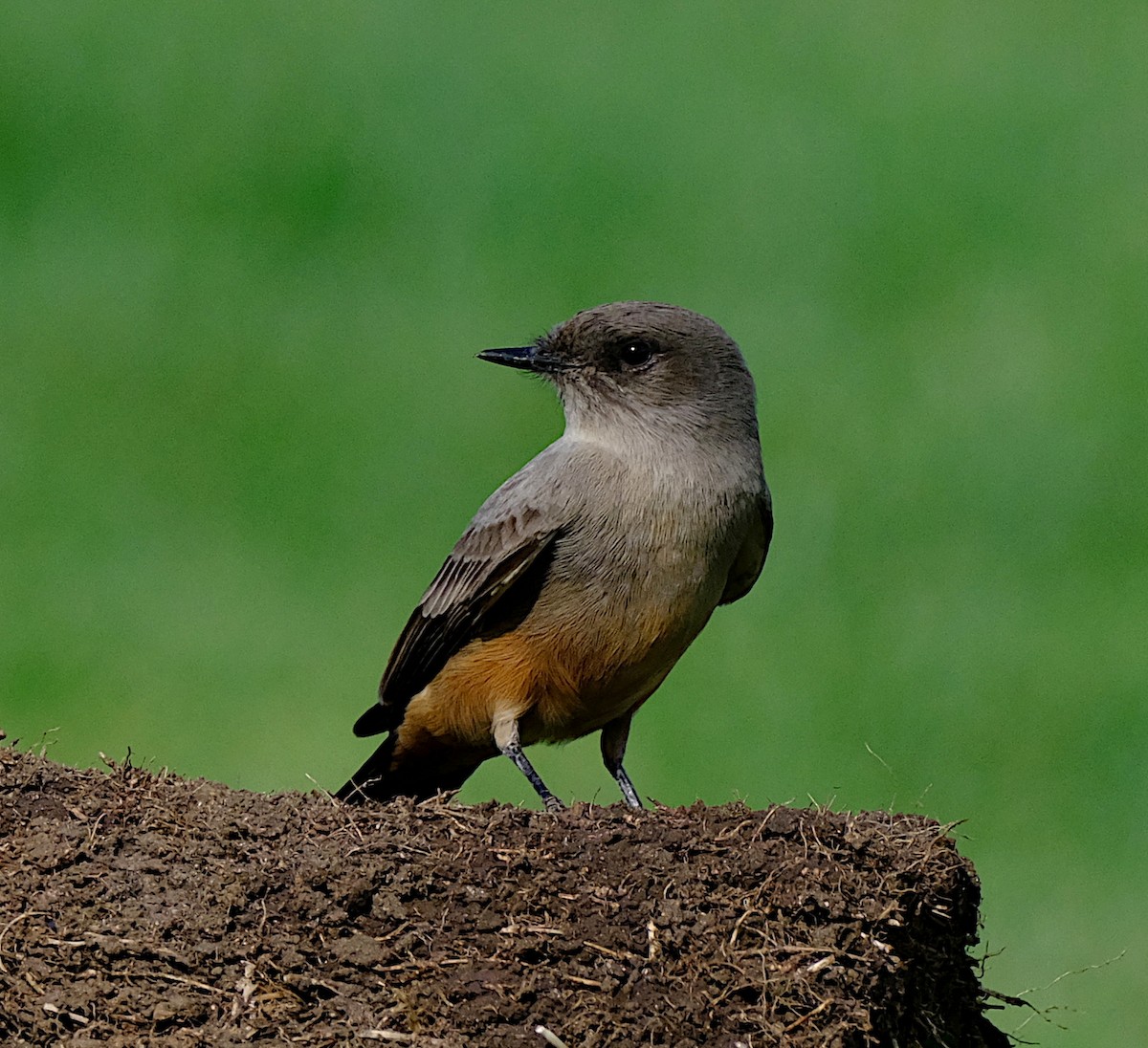 Say's Phoebe - ML625413551
