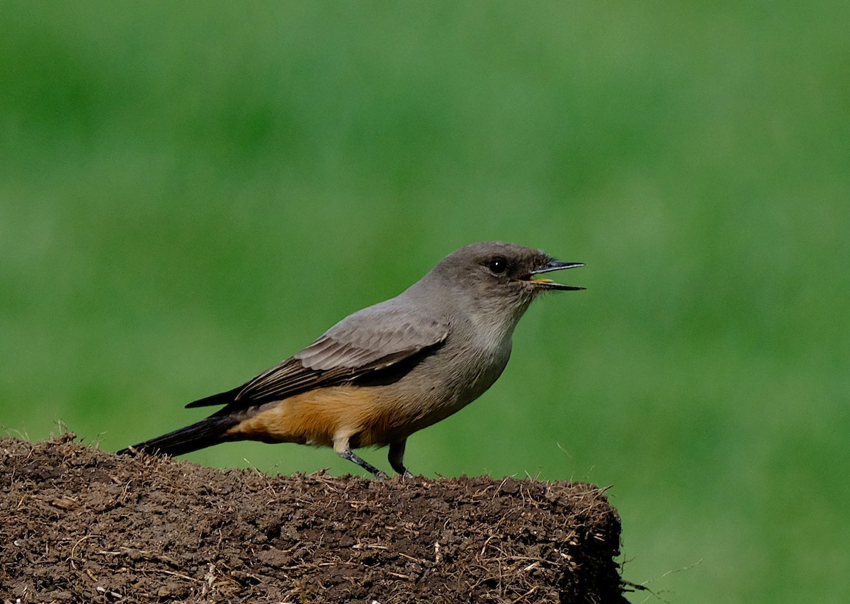 Say's Phoebe - ML625413552