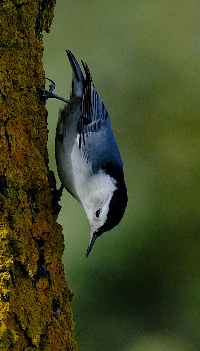 White-breasted Nuthatch - ML625413563