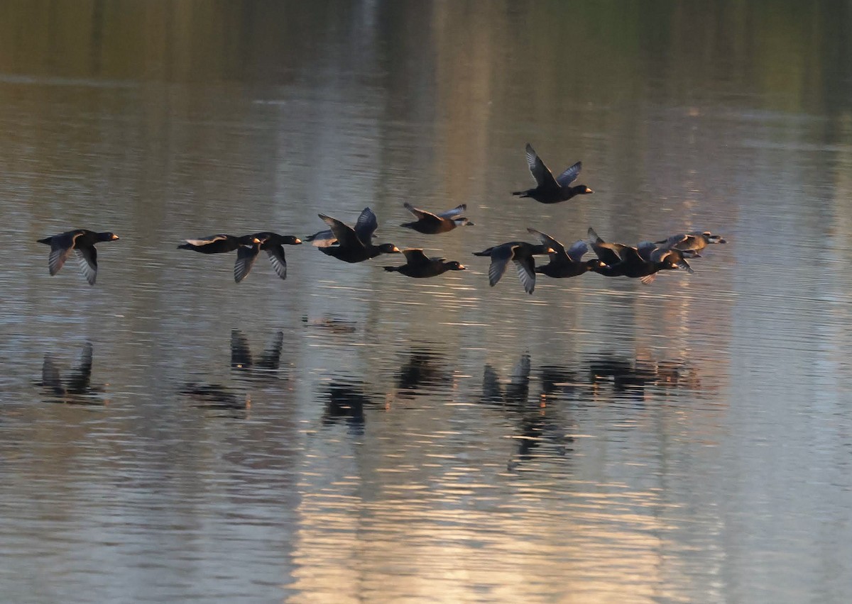 Black Scoter - Chantal Brault