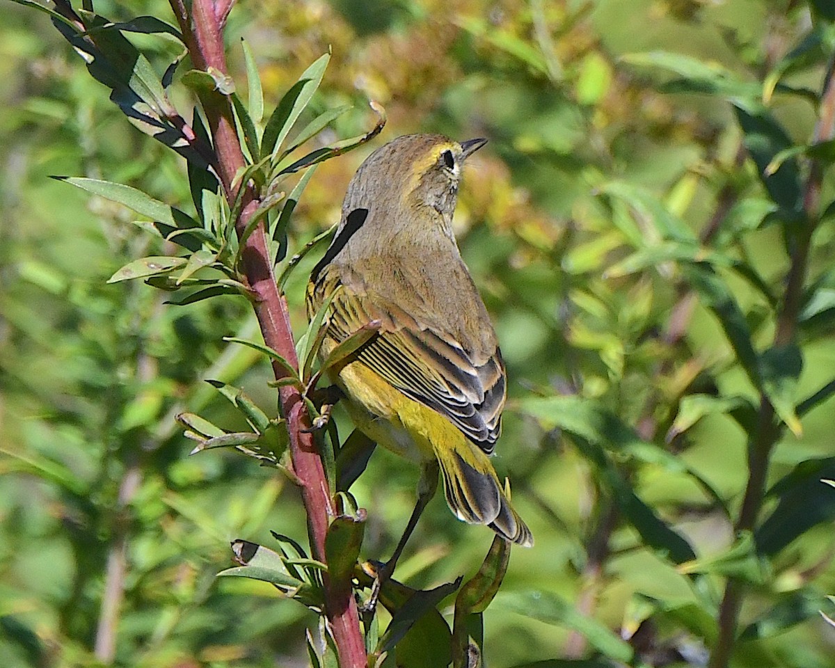 Palmiye Ötleğeni (hypochrysea) - ML625413574