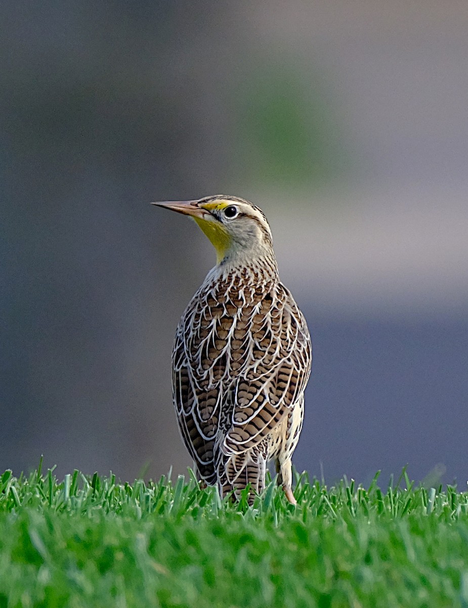 Western Meadowlark - ML625413579