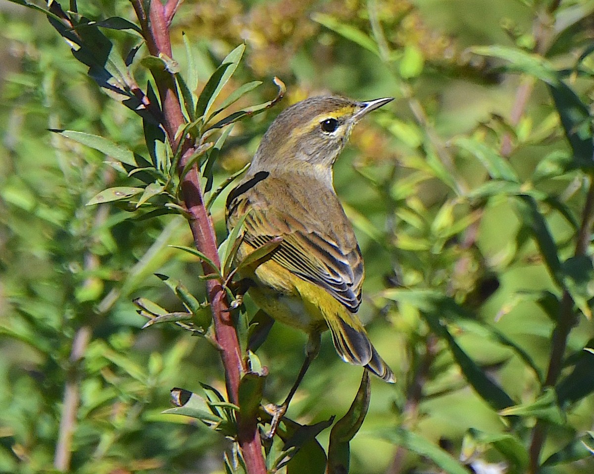 Palmiye Ötleğeni (hypochrysea) - ML625413596