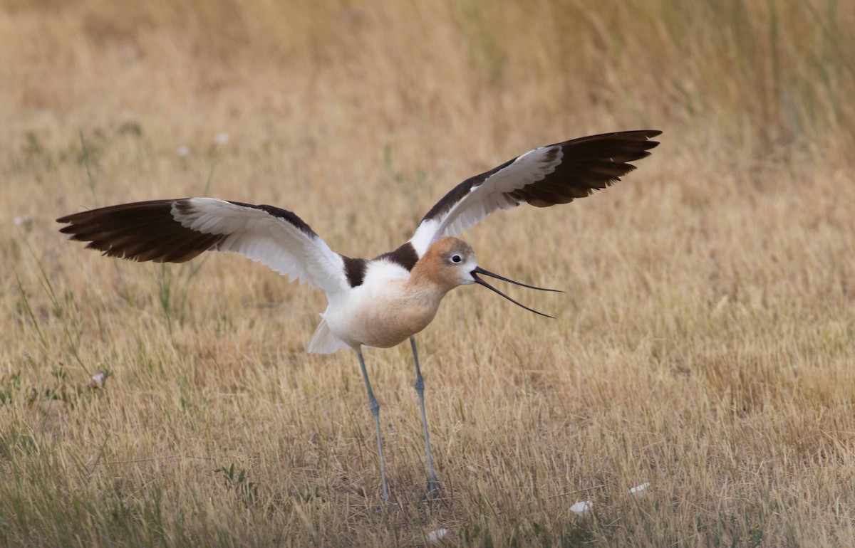 American Avocet - Braden Collard