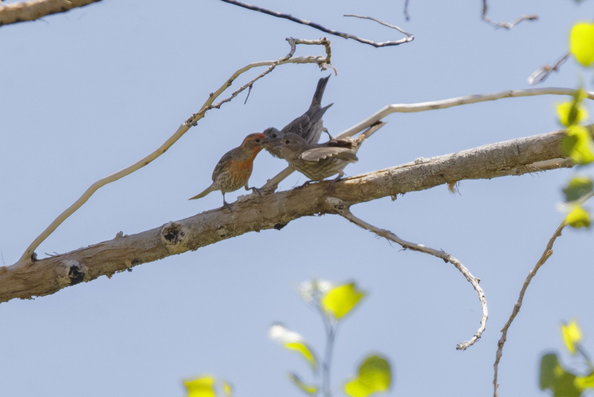 House Finch - ML625413621