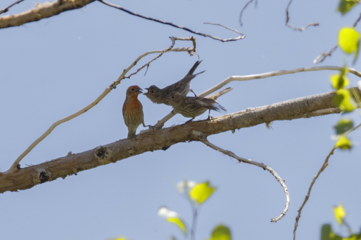 House Finch - ML625413622