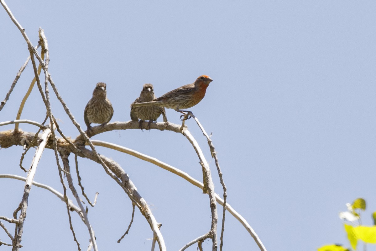 House Finch - ML625413623