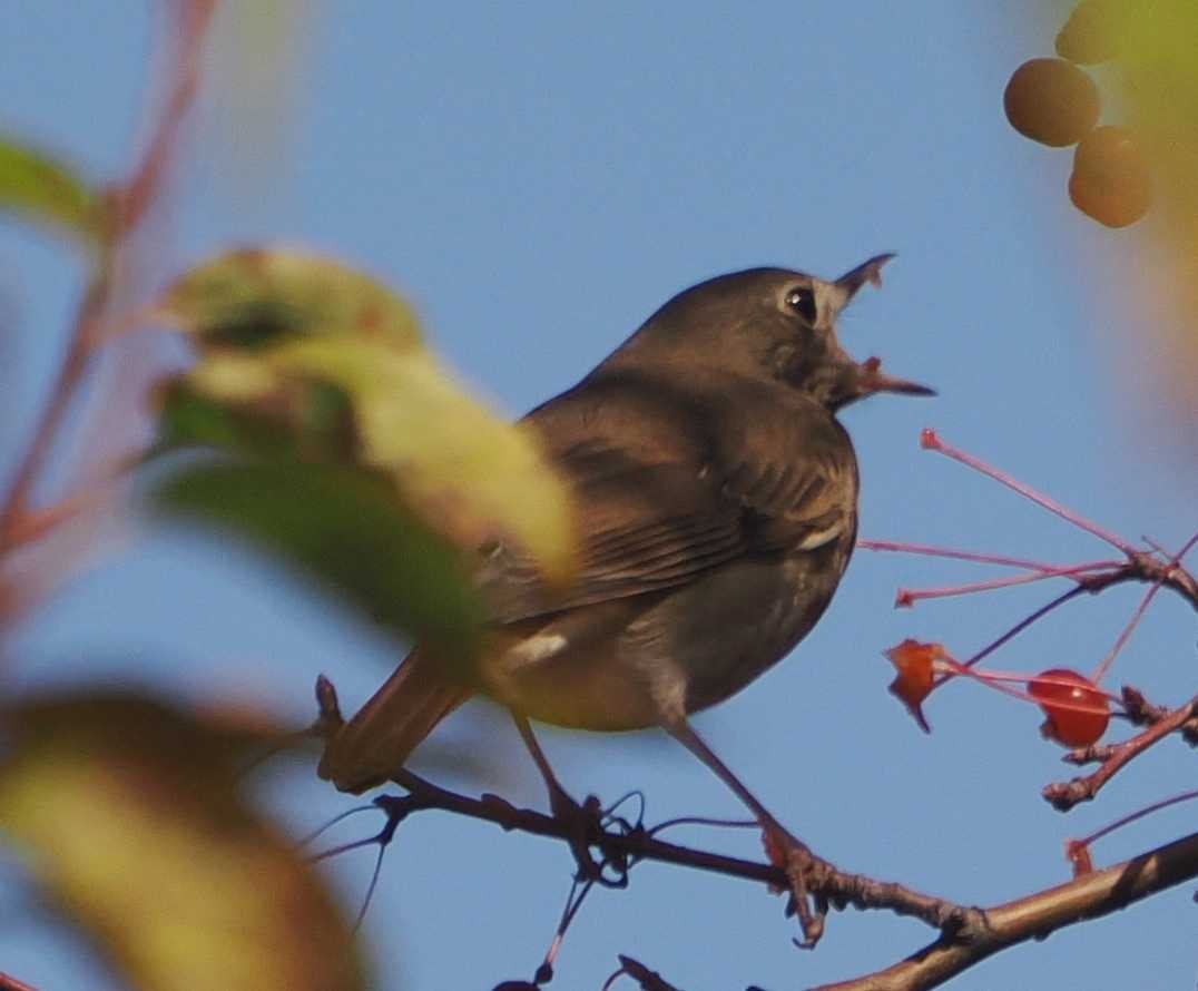 Hermit Thrush - ML625413628